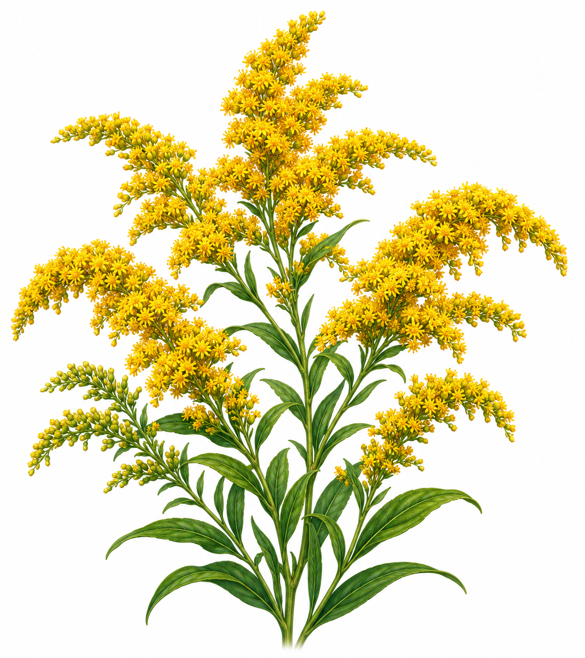 Goldenrod
